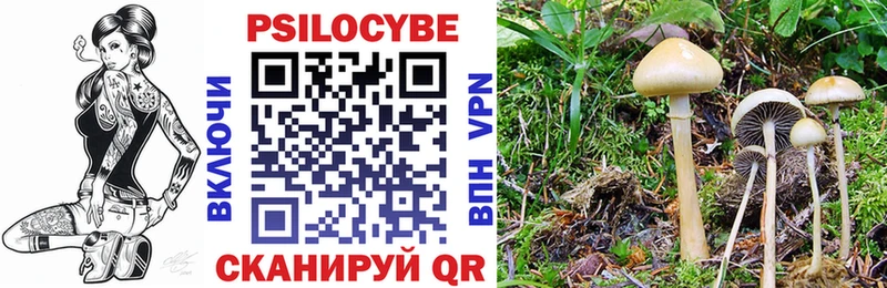 Псилоцибиновые грибы Psilocybe  Зеленогорск 