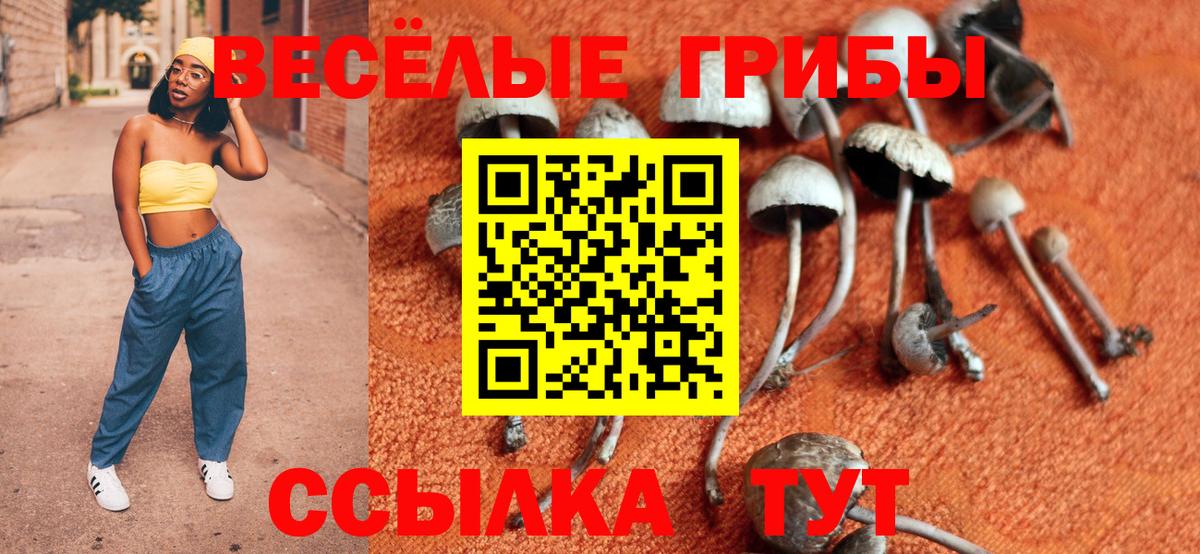 Зеленогорск  Галлюциногенные грибы Psilocybe  Вход с VPN 