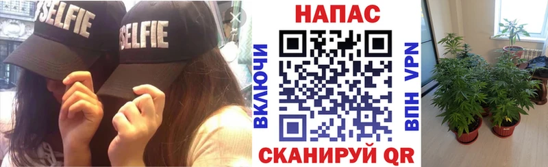 Марихуана THC 21%  купить наркотики цена  Зеленогорск 